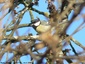 Mésange Charbonnière