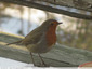Rouge gorge