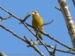 Serin Cini