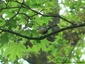 Mésange charbonnière