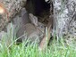 lapin