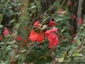 Abeille
