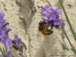 Abeille