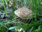 Petit bolet