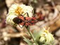 Punaise rouge (Spilostethus pandurus)