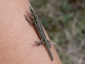 Lézard des murailles