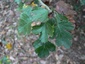 Aubépine