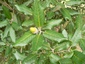 Chêne vert