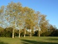 Platanes