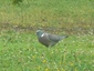 Pigeon Ramier