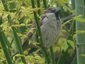 Moineau
