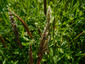Anthoxanthum odoratum L.
