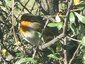 Rouge gorge