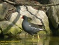 Poule d'eau