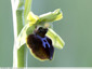 Ophrys sur le trottoir