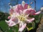 Pommier (fleurs)
