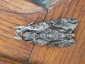 Agrius Convolvuli