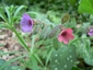 Pulmonaire