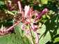 Abeille