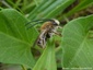 Eucera longicornis sur diverses fleurs