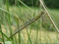 Demoiselle au bord de l'Hers