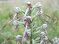 Orchis bouc