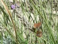 Brun du Pélargonium