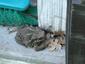 Crapaud