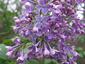 Lilas