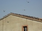 Pigeons