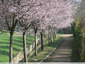 Prunus en fleur
