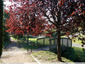 Prunus rougeoyants