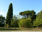 Deux arbres emblématiques