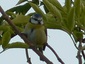 Mésange bleue
