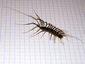 La scutigère véloce (Scutigera coleoptrata)