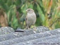 Moineau