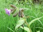 Pulmonaire officinale (Pulmonaria officinalis)