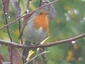 Rouge-gorge