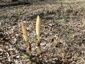 Prêle des Champs - épis de sporanges (Equisetum arvense)