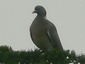 Pigeon ramier