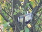 Mésange charbonnière