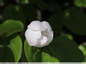 Arbuste rose