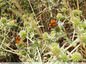 Papillons sur le panicaut