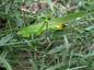 Le conocéphale gracieux (Ruspolia nitidula)
