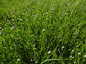 Trifolium maritimum Huds.