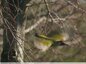 Pic vert male (Picus viridis)