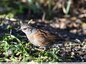 Accenteur mouchet ( Prunella modularis )