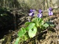 Violettes (Viola sp.)