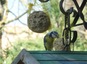 Mésange bleue