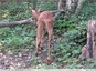 Chevreuil mâle en balade&#129420;&#127810; vidéo